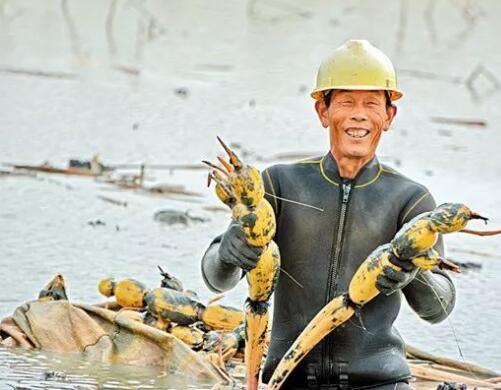 牛田洋蓮藕：清、香、脆、甜